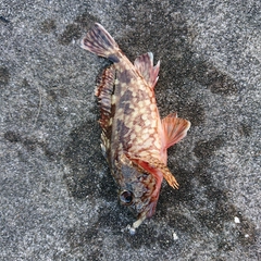 アラカブの釣果