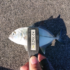 メッキの釣果