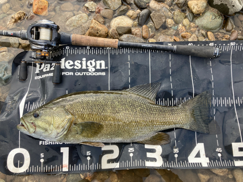 スモールマウスバスの釣果