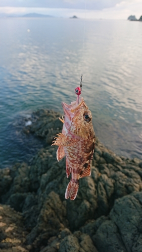 アラカブの釣果