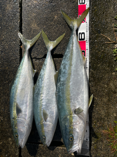 ブリの釣果