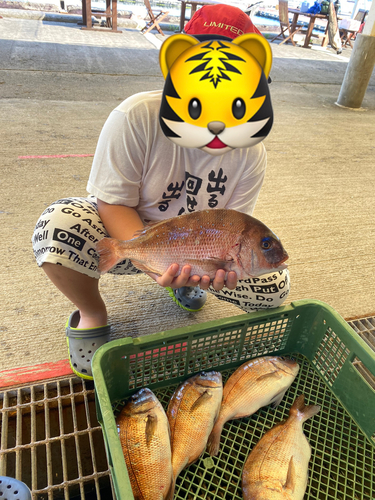 マダイの釣果