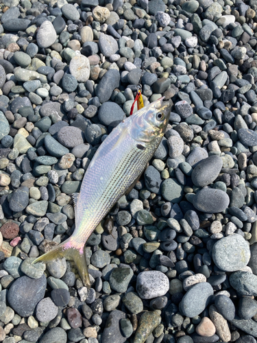 コノシロの釣果