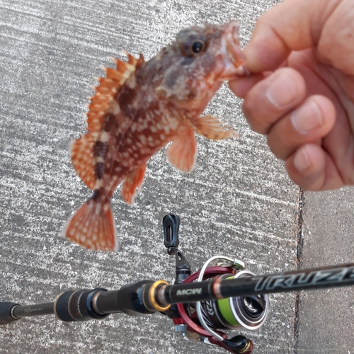 カサゴの釣果