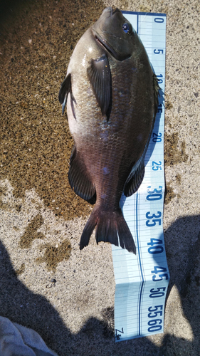 クチブトグレの釣果