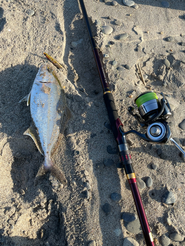 ショゴの釣果