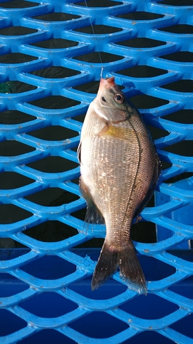 ウミタナゴの釣果