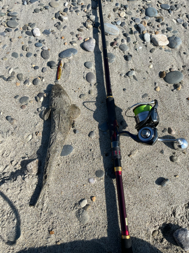 マゴチの釣果