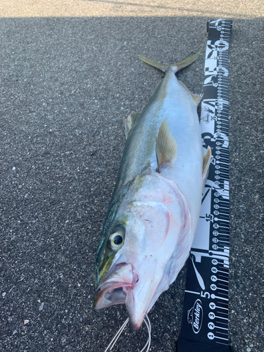 イナダの釣果