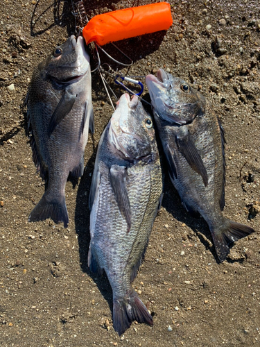 チヌの釣果