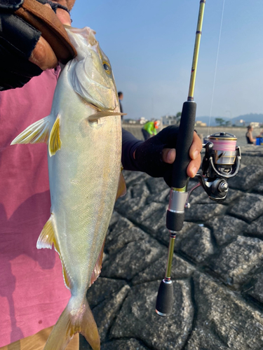 ショゴの釣果