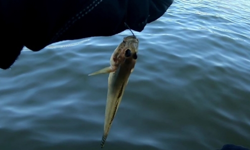 マハゼの釣果