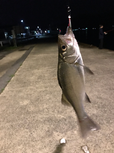 セイゴ（ヒラスズキ）の釣果