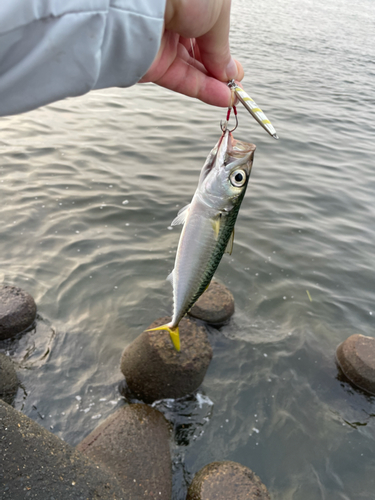 サバの釣果