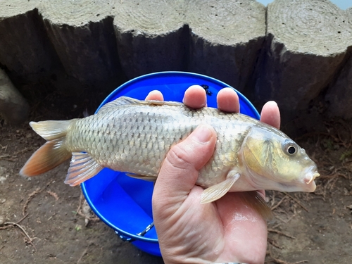 コイの釣果