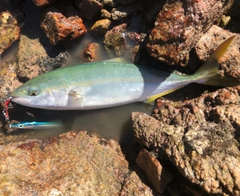 ツバスの釣果