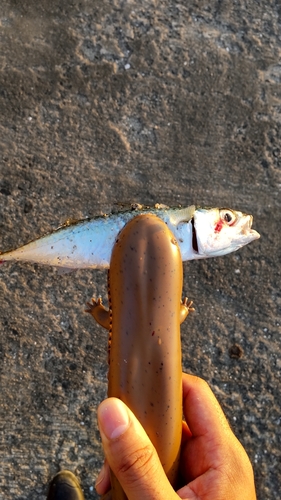 サバの釣果