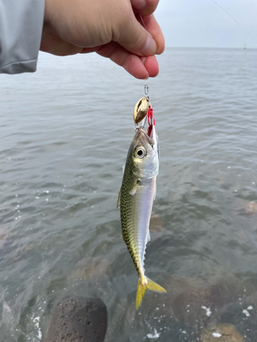 サバの釣果