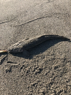 マゴチの釣果