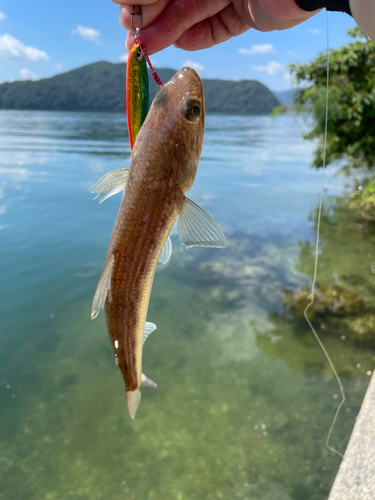 エソの釣果