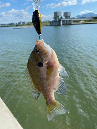 釣果