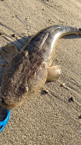 マゴチの釣果