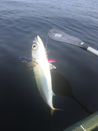 サバの釣果