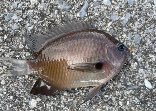 クロスズメダイの釣果