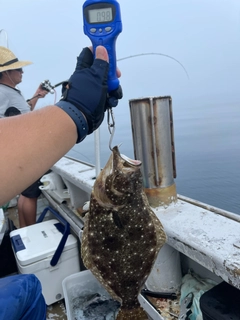 ヒラメの釣果