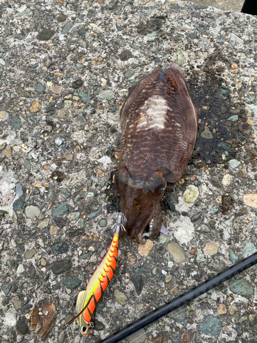 コウイカの釣果