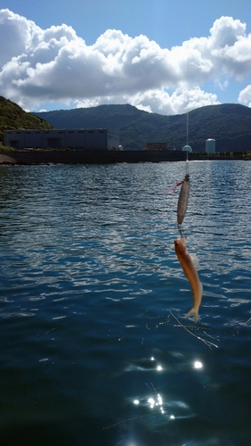 ネリゴの釣果