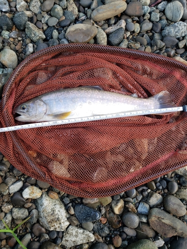 イワナの釣果