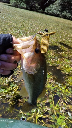 ブラックバスの釣果