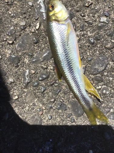 カワムツの釣果