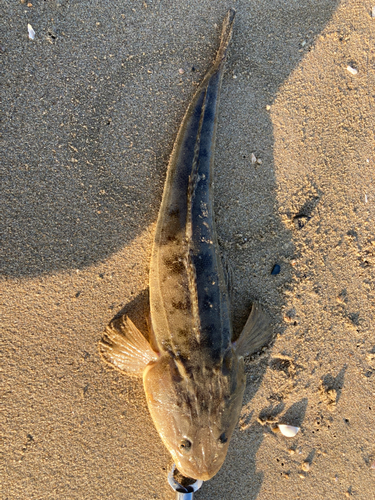 マゴチの釣果