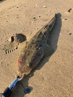 マゴチの釣果