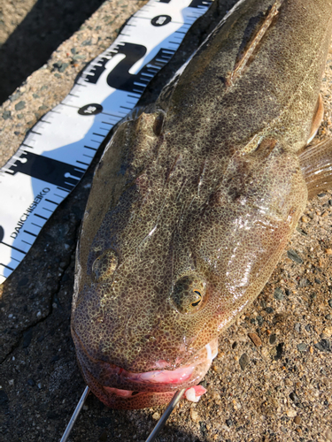 マゴチの釣果