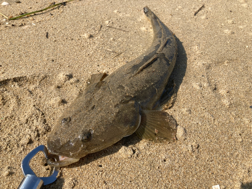 マゴチの釣果