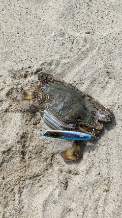 カニの釣果