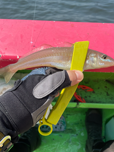 シロギスの釣果