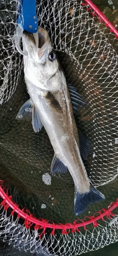 フッコ（マルスズキ）の釣果