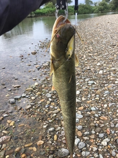 ナマズの釣果