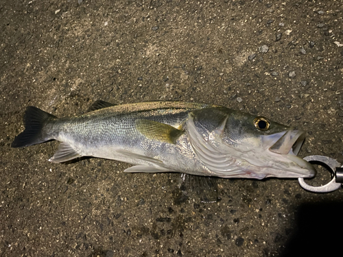 スズキの釣果