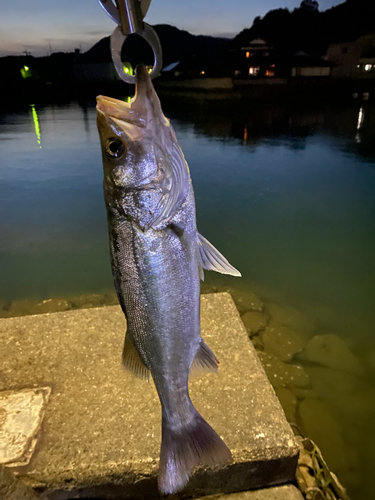 スズキの釣果