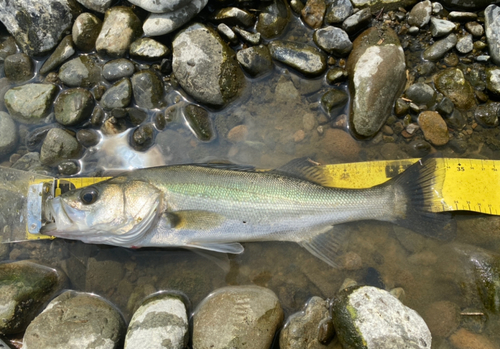 釣果