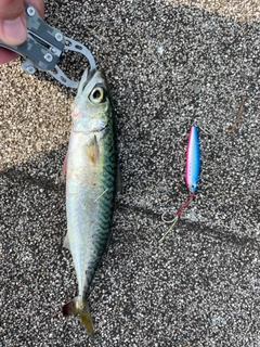 サバの釣果