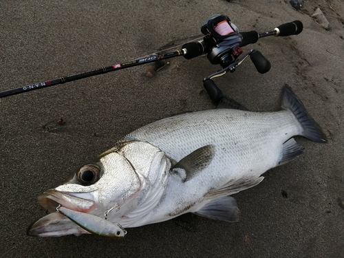 ヒラスズキの釣果