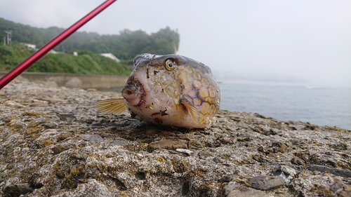 ハコフグの釣果