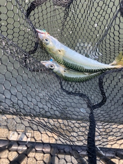 サバの釣果