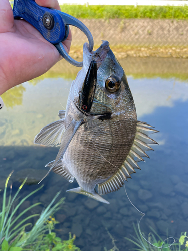 ミナミクロダイの釣果